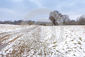 Winter landscape in Richmond Park. Empty park