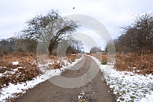 Winter landscape in Richmond Park. Late autumn leaves and snow-covered ground