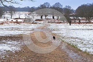 Winter landscape in Richmond Park. Lonely crow on the path