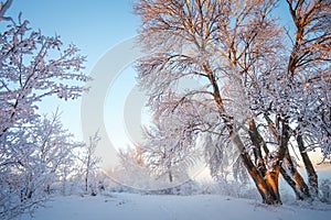 Winter Landscape. Rime on trees.