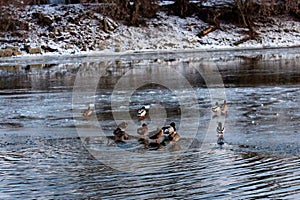 winter landscape with a river and ducks russia