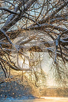 Winter  landscape. River view near forest.  Snow and frost at Misty sunrise, vertical image
