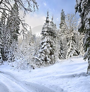 Winter landscape with road with footprints in snow following in fir forest during snowfall