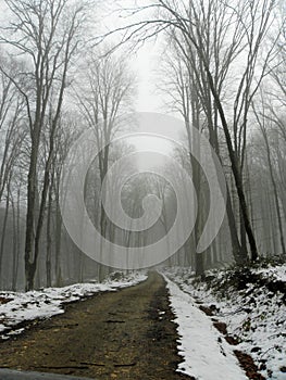 Road in a misty forest winter