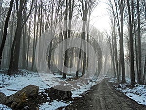 Road in a misty forest winter