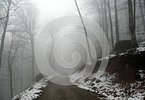 Road in a misty forest winter