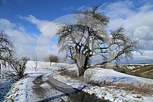Winter landscape with road and trees on the side of the road