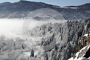 Winter landscape of rocky mountains and spruce forest covered with snow in the fog