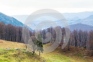 Winter landscape of Romania mountains showing a leafless forest in the back and two trees in the foreground