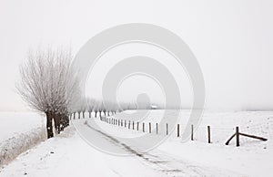 Winter landscape with a row of pollard willows