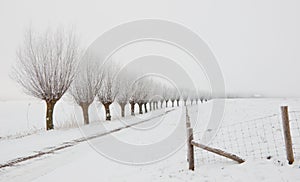 Winter landscape with a row of pollard willows