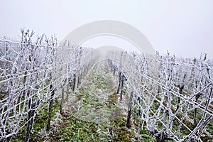 Winter landscape, rows of vineyards with hoarfrost