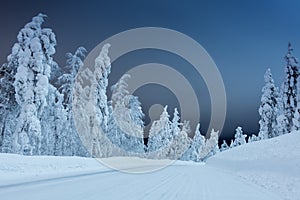 Winter landscape - rural road at night with big trees covered sn