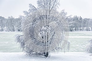 Winter landscape, Russia. Lone tree covered fresh snow. Scenery of riverbank after snowfall. Scenic view to frozen river in forest