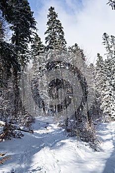 Winter landscape between Saua Baiului and Gura Diham cottage.