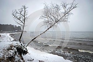 Winter landscape from the sea shore, winter by the sea, white snow covering the beach, falling snow in the background, bare trees