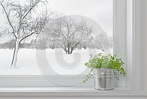 Winter landscape seen through the window, and green plant