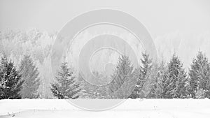 Winter landscape. Serene forest in hoarfrost and empty snow field blacl and white