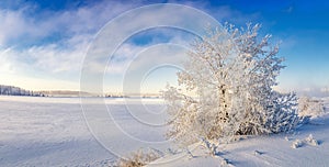 Winter landscape on the shore of a frozen lake with a tree in frost, Russia, Ural