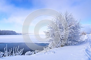 Winter landscape on the shore of a frozen lake with a tree in frost, Russia, Ural