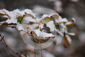 winter landscape with shrub branches in the snow in a city park russia