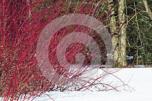 Winter landscape with a shrub of red willow