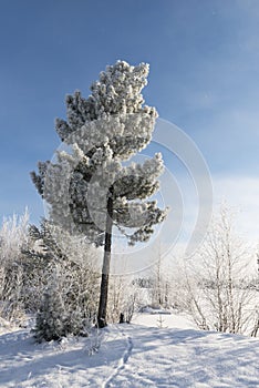 Winter landscape Siberian pine in hoarfrost