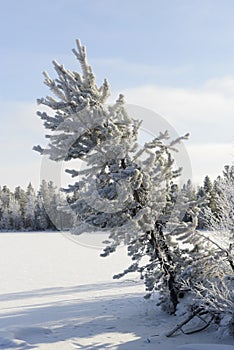 Winter landscape Siberian pine in hoarfrost