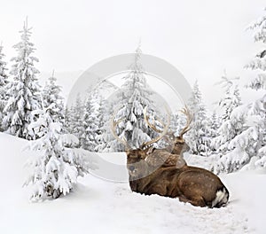 Winter landscape with sika deers  Cervus nippon, spotted deer  sitting in the snow in fir forest and glade