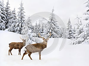 Winter landscape with sika deers  Cervus nippon, spotted deer  walking in the snow in fir forest and glade