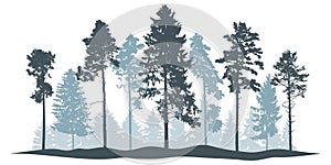 Winter landscape, silhouette of coniferous forest, beautiful pines and spruce trees. Vector illustration