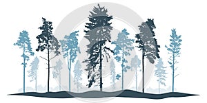 Winter landscape, silhouette of coniferous forest, beautiful pines and spruce trees. Vector illustration