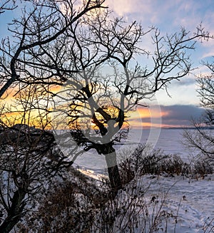 Winter landscape. Silhouette of a tree on a sunset background