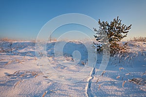 Winter landscape of small spruce in frost on clear sunny evening with blue sky