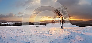 Winter landscape with snow and alone tree - panorama