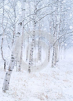 Winter landscape. Snow-covered birch grove.