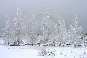 Winter landscape, snow-covered birch trees on the background of snow clouds, great view