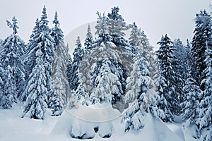 Winter landscape. Snow covered Christmas trees in the evening
