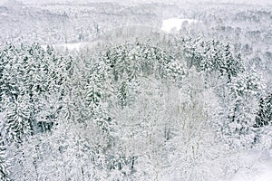 Winter landscape with snow-covered fir tree forest in cold winter day. aerial view