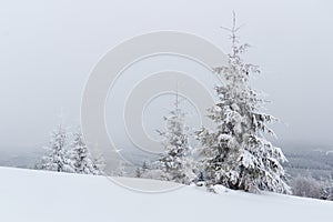 Winter landscape with snow covered fir trees.