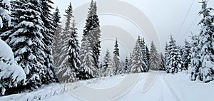 Winter landscape with snow-covered fir trees 4