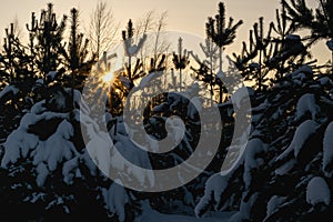 Winter landscape. Snow-covered fir trees in the light of the setting sun on a winter evening