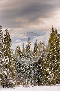 Winter landscape with snow-covered fir trees and such a beautiful colorful sunset