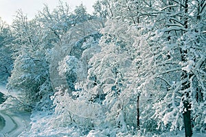 winter landscape with a snow-covered forest