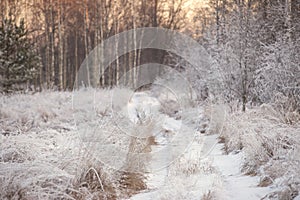 Winter landscape, snow-covered forest, grass and trees in frost, white road