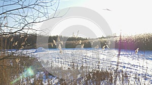 Winter landscape - snow-covered forest with small trees covered with ice and snow lake. A cold winter day.