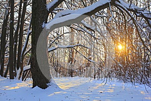 Winter landscape with snow covered forest at sunset