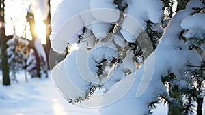 Winter landscape - a snow-covered park with beautiful trees, covered with hoarfrost.