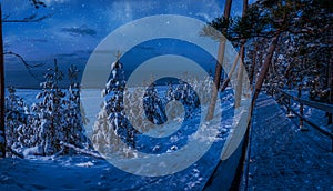 Winter landscape with snow covered pine and fir trees in a moon light at starry night. Panoramic view of coniferous forest with