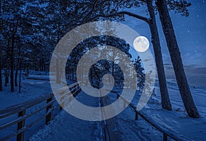 Winter landscape with snow covered pine and fir trees in a moonlight at starry night with full moon. View of coniferous forest